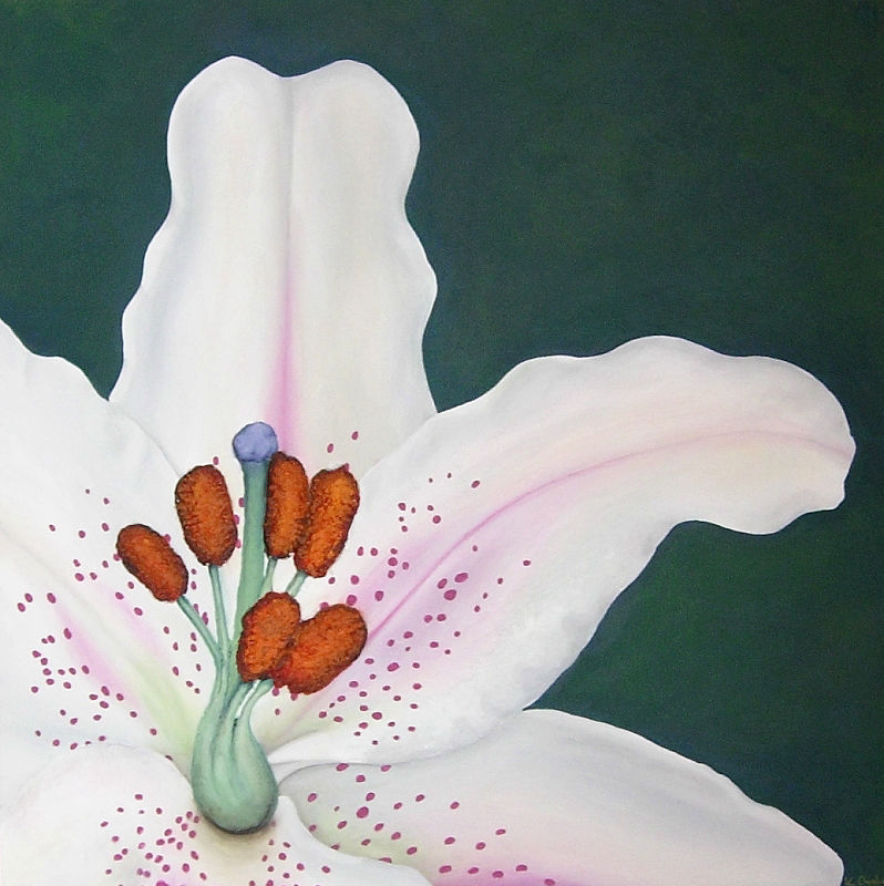 A close up painting of a white muscadet lily with pink spots